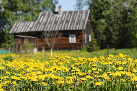 Landscape is summer. Green trees and grass in a countryside landの写真素材