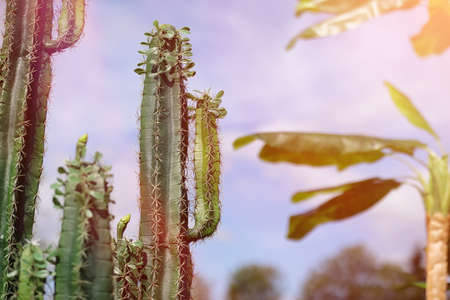 A tall cactus against the sky. Green cactusの写真素材