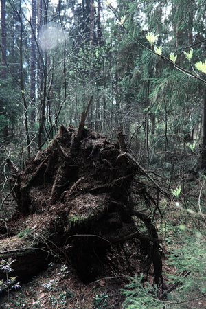Pine forest. Depths of a forest. Journey through forest paths. T