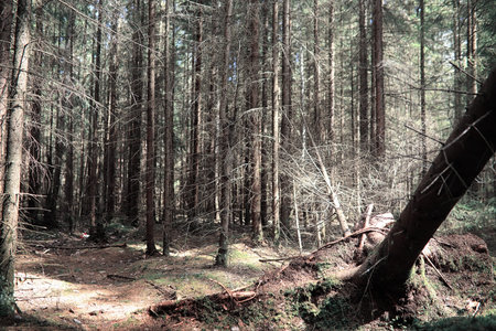 Pine forest. Depths of a forest. Journey through forest paths. T