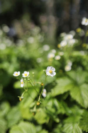 Landscape is summer. Green trees and grass in a countryside landscape. Nature summer day. Leaves on bushes.の写真素材