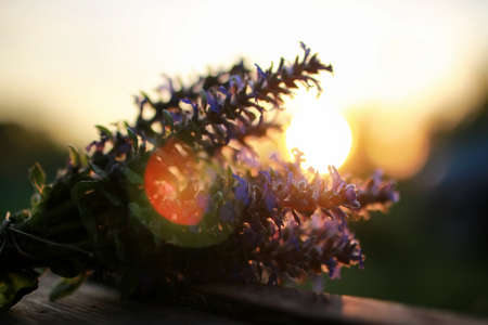 bunch of lavender flowers on summer evening sunsetの写真素材