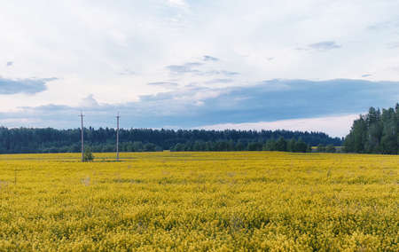 Landscape is summer. Green trees and grass in a countryside landの写真素材