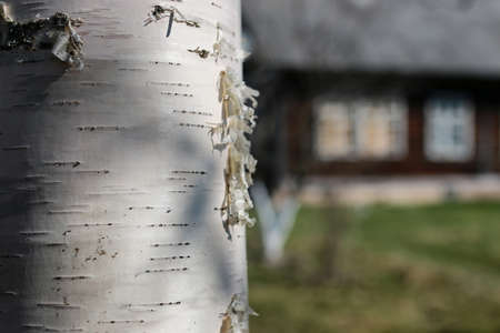 wood texture outdoorの写真素材