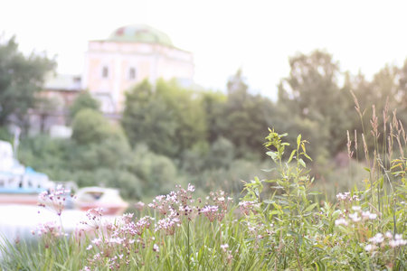 flower meadow sunsetの写真素材