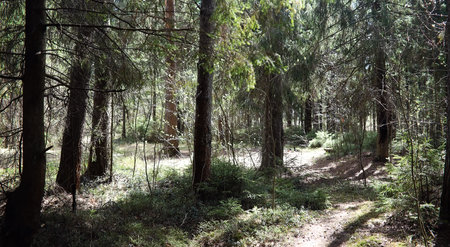 Pine forest. Depths of a forest. Journey through forest paths. T