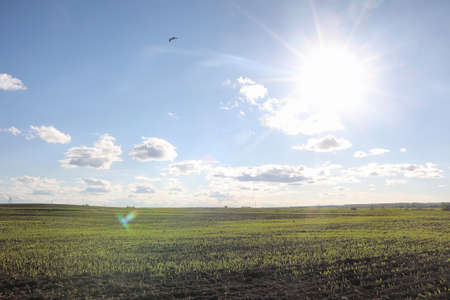 Landscape is summer. Green trees and grass in a countryside landscape. Nature summer day. Leaves on bushes.の写真素材