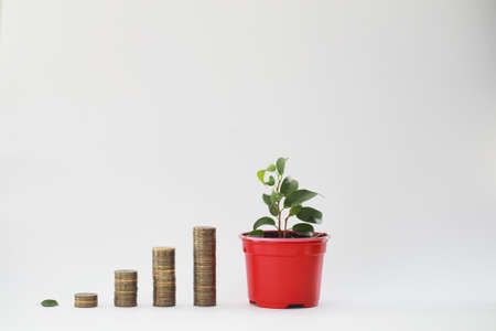 A potted plant and a pile of coins a concept of incomeの写真素材
