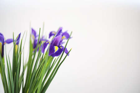 Purple irises on a white background with butterflies
の写真素材