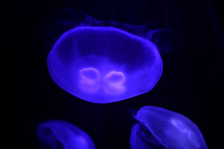 Many multi-colored jellyfish float under water macro shooting