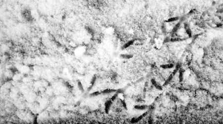 Footprints in the snow. Footprints on the first snow. Imprint of shoes and footprints of animals and...