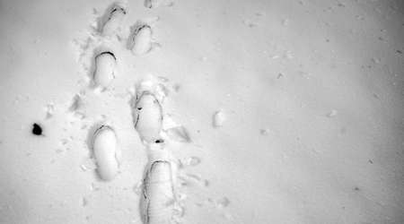 Footprints in the snow. Footprints on the first snow. Imprint of shoes and footprints of animals and birds on the snow.の写真素材