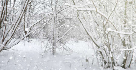 Winter park under the snow. Snowstorm in the city park. Park for walks with the whole family under the snow cover.の写真素材