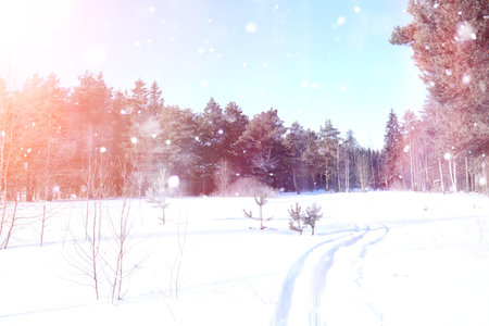 Winter forest on a sunny day. Landscape in the forest on a snowy morning. New Year winter forest.の写真素材