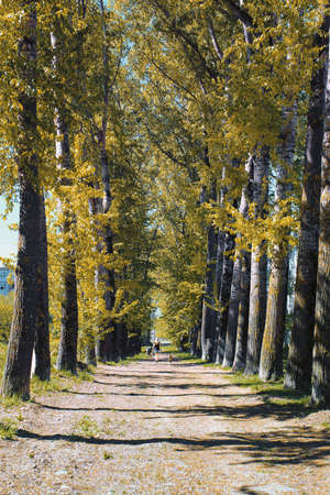 Alley poplars with yellowing leaves in late summerの写真素材