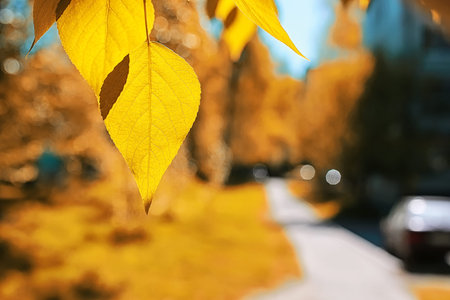 Yellow autumn leaves of trees on a clear blue skyの写真素材