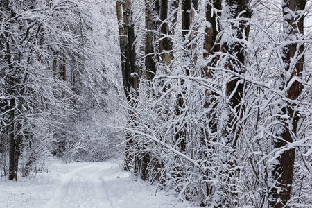 winter forest landscape sunlight snowの写真素材