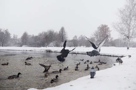 Snow-covered winter park and benches. Park and pier for feeding ducks and pigeons. The snow covered the autumn park.の写真素材