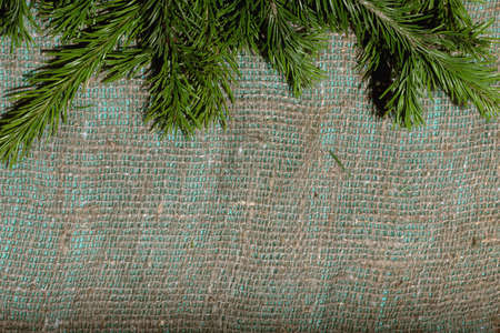 Christmas-tree branch and a sheet of paper backgroundの写真素材