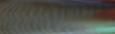 Background of vertical wavy dark lines of pastel abstract horizon