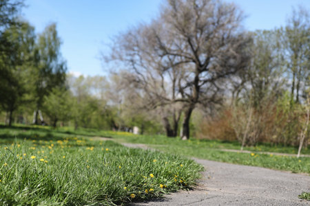 Spring nature. Leaves and bushes with the first green leaves in the park in spring. Green leaves on...