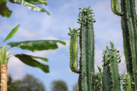 A tall cactus against the sky. Green cactus in summer.の写真素材
