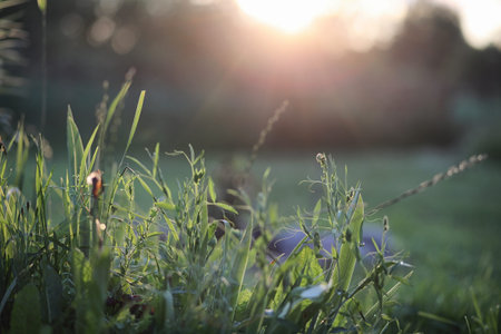 Landscape is summer. Green trees and grass in a countryside landscape. Nature summer day. Leaves on...