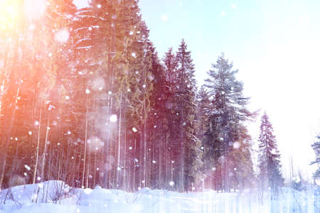 Winter forest on a sunny day. Landscape in the forest on a snowy morning. New Year winter forest.の写真素材