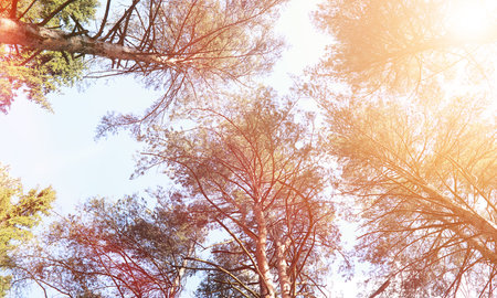 The tops of evergreen trees against the sky