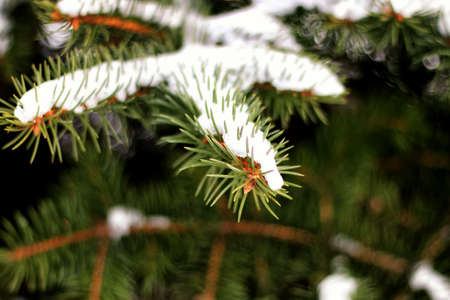 winter fir tree snow sunlightの写真素材