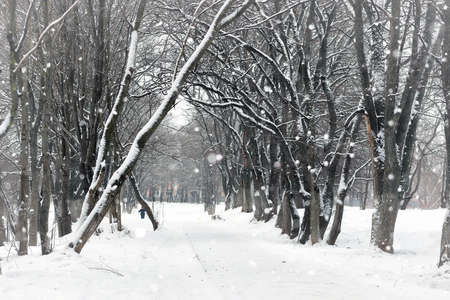 landscape winter park treesの写真素材