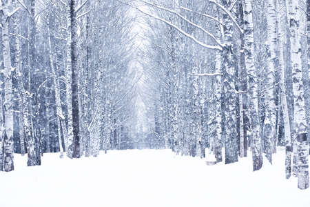 Winter snowy day in a beautiful at the edge of the forestの写真素材