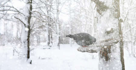 Winter park under the snow. A snowstorm in the city park. Park fの写真素材