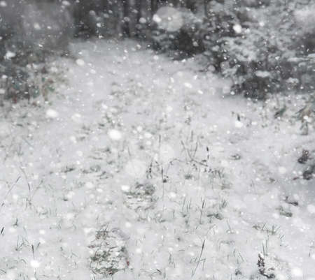 Winter forest. Landscape of winter forest on a sunny day. Snow-covered trees and Christmas trees in the forest. Branches under the snow. Bad snowy weather cold day.の写真素材