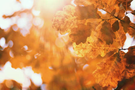 End of summer warm season in the parkの写真素材