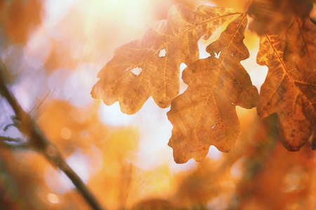 End of summer warm season in the parkの写真素材