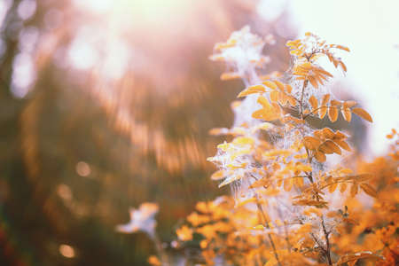 End of summer warm season in the parkの写真素材