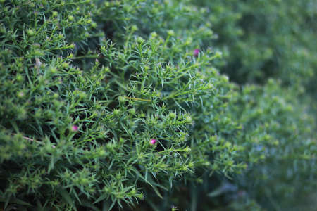 End of summer warm season in the parkの写真素材