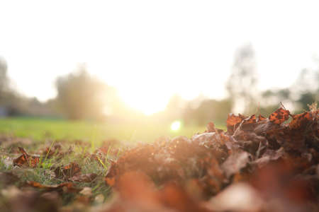 End of summer warm season in the parkの写真素材