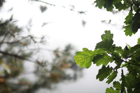 End of summer warm season in the parkの写真素材