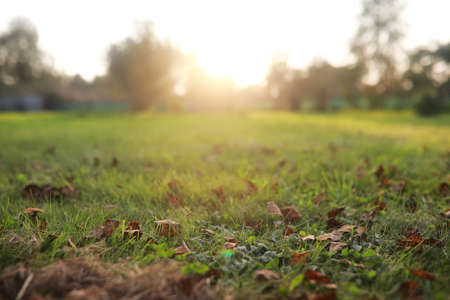 End of summer warm season in the parkの写真素材