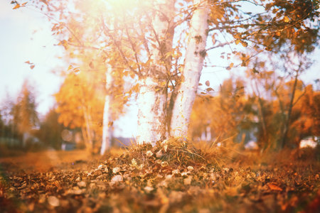 End of summer warm season in the parkの写真素材