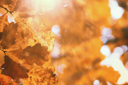 End of summer warm season in the parkの写真素材