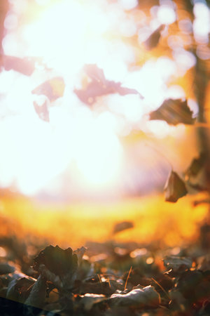 End of summer warm season in the park