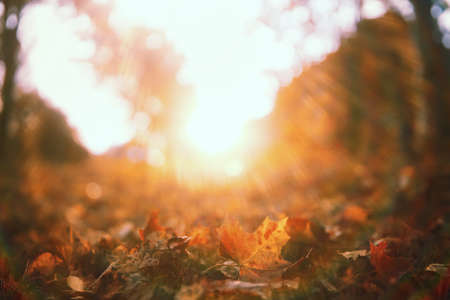 End of summer warm season in the parkの写真素材