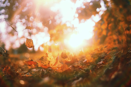 End of summer warm season in the parkの写真素材