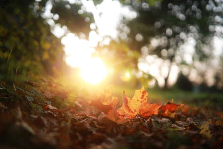 End of summer warm season in the parkの写真素材