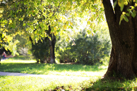 End of summer warm season in the park