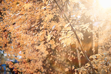 Autumn rain in the park during the day