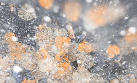 Background autumn park in the days of the first snowの写真素材